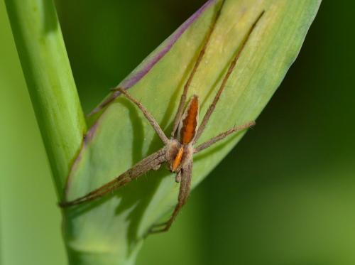 Pisaura mirabilis